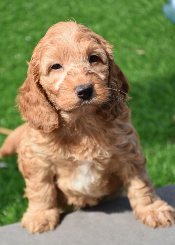 Spoodle Puppies for Sale | Banksia Park Puppies