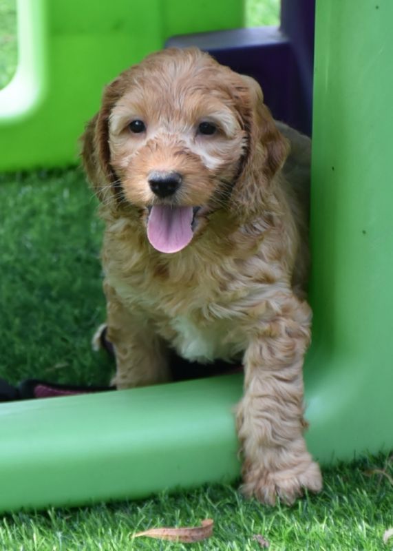 Spoodle Puppies for Sale | Banksia Park Puppies
