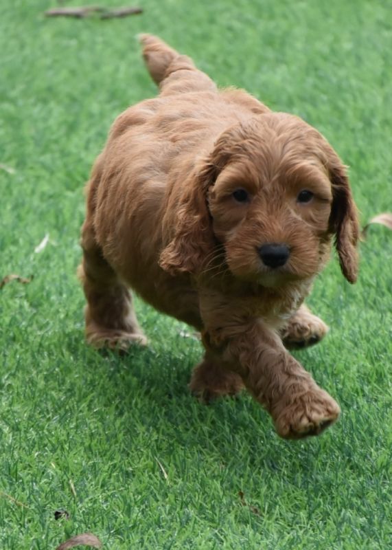 Spoodle Puppies for Sale | Banksia Park Puppies