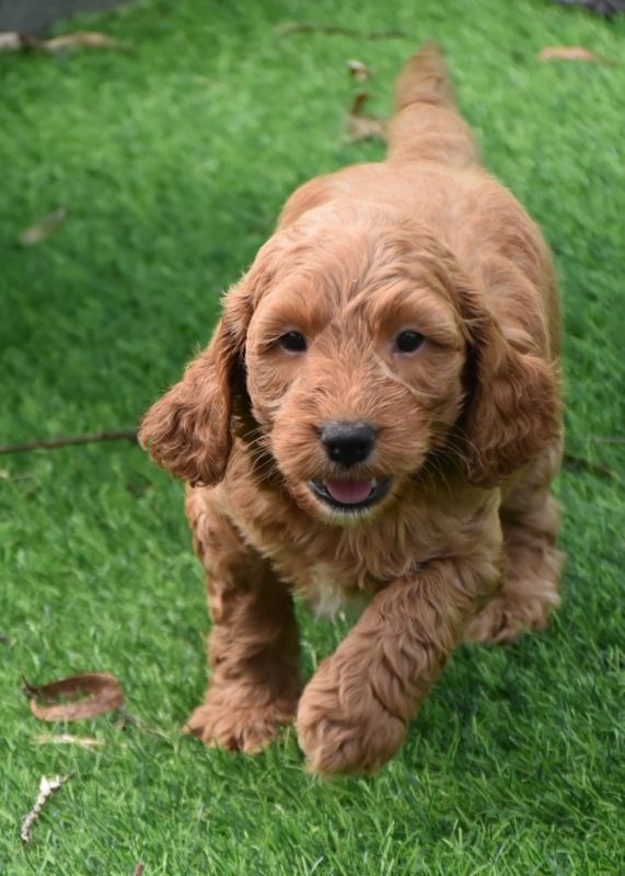 Spoodle Puppies for Sale | Banksia Park Puppies
