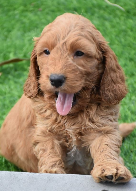 Spoodle Puppies for Sale | Banksia Park Puppies