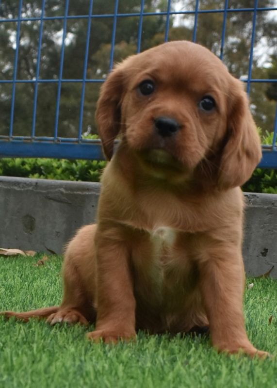 Cavador Puppies for Sale Banksia Park Puppies
