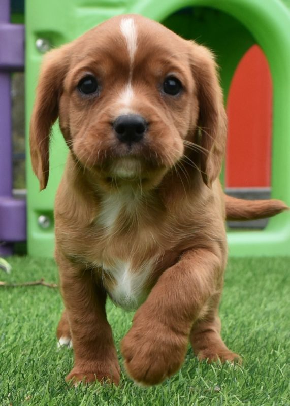Cavador Puppies for Sale Banksia Park Puppies