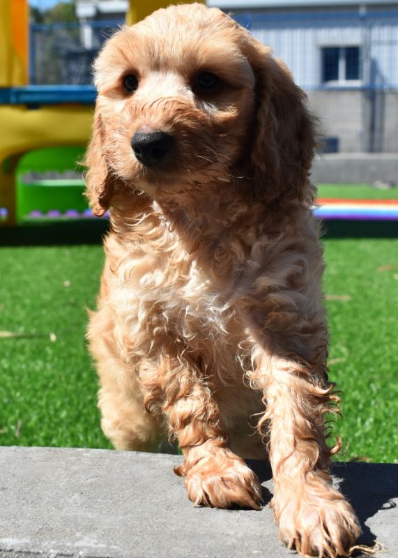 Spoodle Puppies for Sale | Banksia Park Puppies