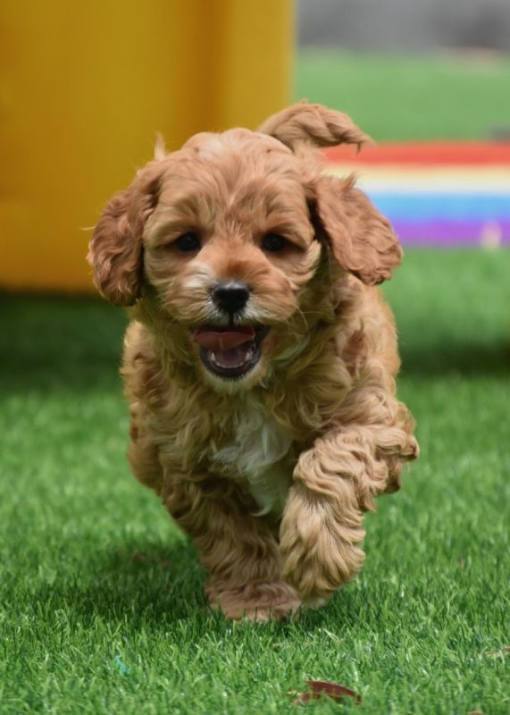 Cavoodle Puppies for Sale | Banksia Park Puppies