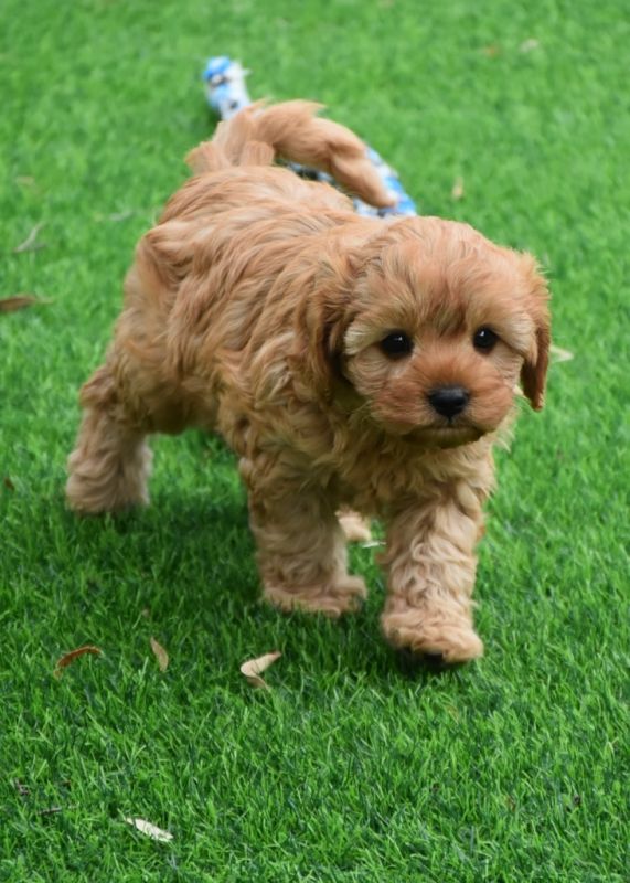 Cavoodle Puppies for Sale | Banksia Park Puppies