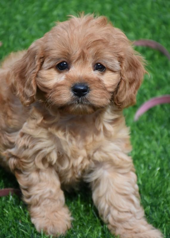 Pines pets cavoodle puppies shop for sale