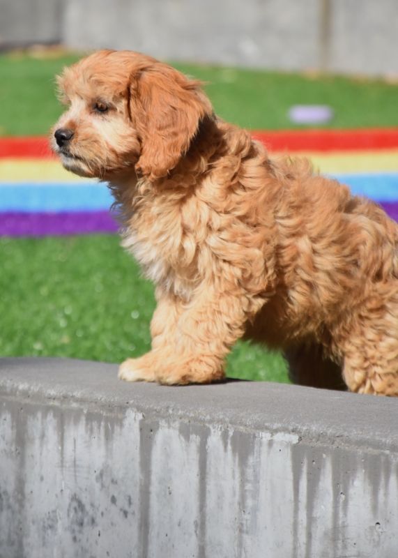 Pines pets cavoodle puppies shop for sale