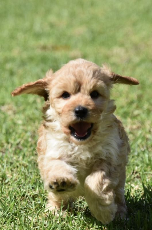 Cavoodle Puppies for Sale | Banksia Park Puppies