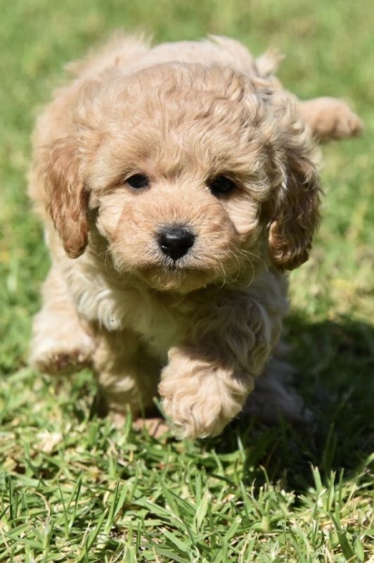Cavoodle Puppies for Sale | Banksia Park Puppies