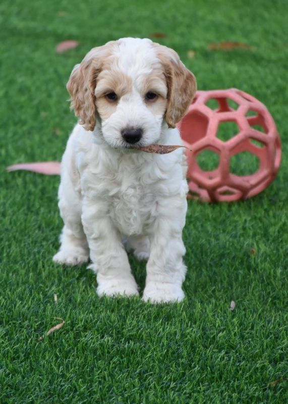 Spoodle Puppies for Sale | Banksia Park Puppies