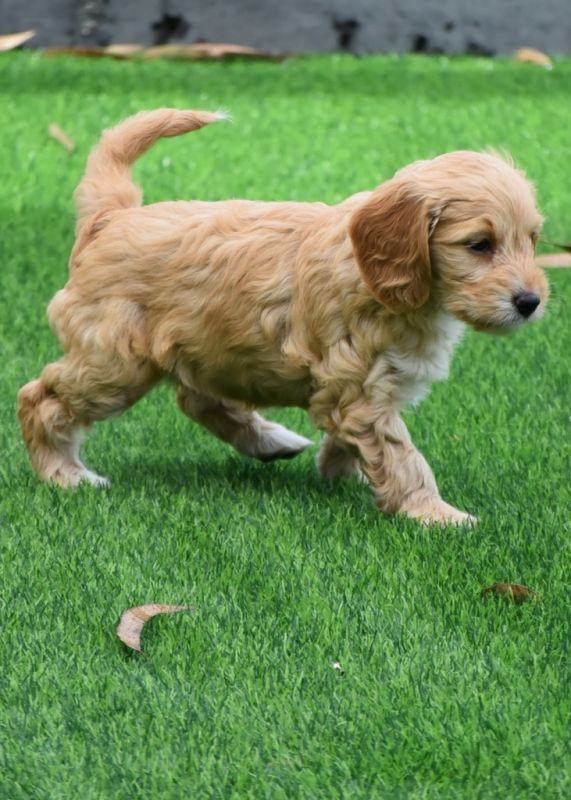 Spoodle Puppies for Sale | Banksia Park Puppies