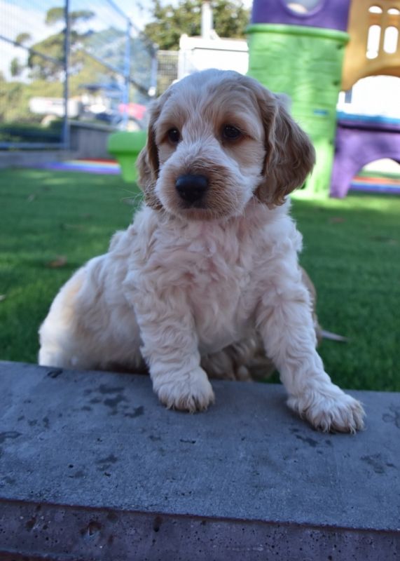 Spoodle Puppies for Sale | Banksia Park Puppies