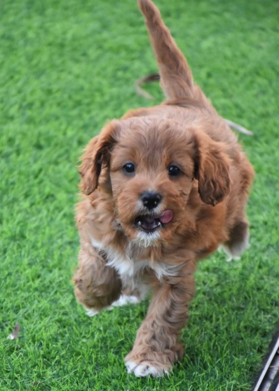 Cavoodle Puppies for Sale | Banksia Park Puppies