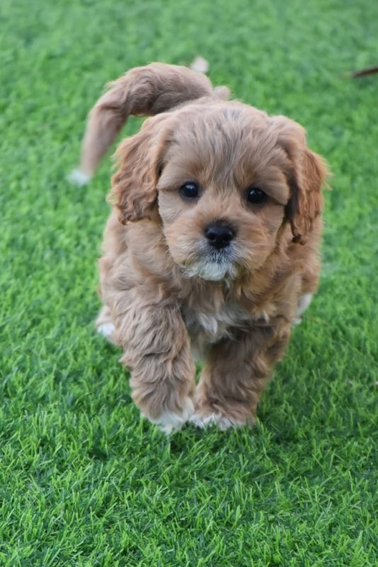 Cavoodle Puppies for Sale | Banksia Park Puppies