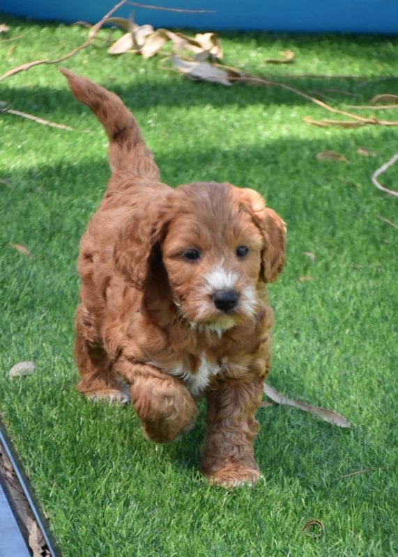 Spoodle Puppies for Sale | Banksia Park Puppies