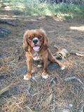 Cavalier King Charles Spaniel Breed Information