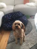 Cavoodle Breed Information