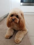 Cavoodle Breed Information