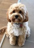 Cavoodle Breed Information