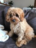 Cavoodle Breed Information