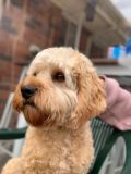 Cavoodle Breed Information