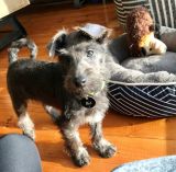 Schnoodle Breed Information