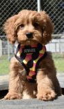 Cavoodle Breed Information