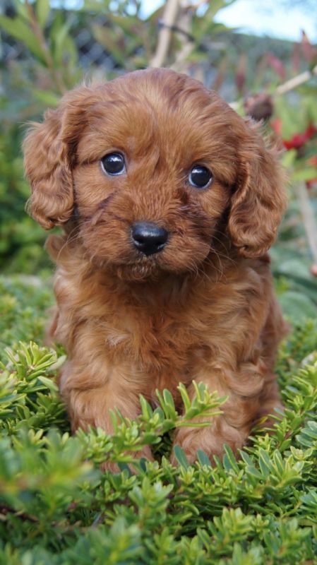 Cavoodle Dogs For Sale Adelaide Cavoodle Dogs For Sale Adelaide