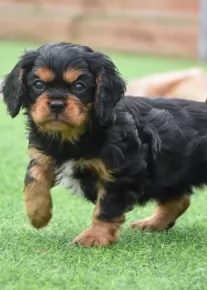 Cavalier King Charles Breed Information