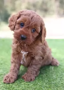 Cavoodle Breed Information