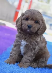 Cavoodle Breed Information