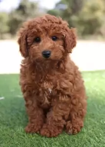 Poodle Breed Information