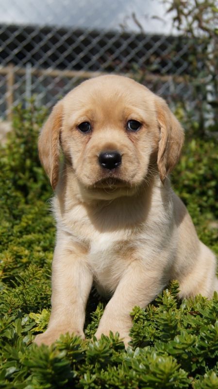 cavador puppies puppies available banksia park puppies cavador puppies puppies available banksia park puppies