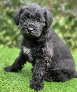 Schnoodle Breed Information