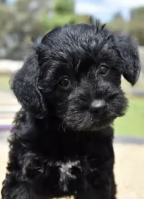 Schnoodle Breed Information